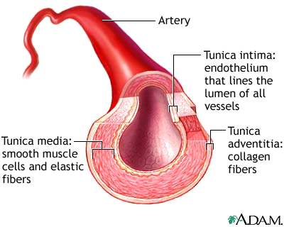 Structura vaselor de sange Endoteliul Perete neted (efect antitrombotic); roluri multiple: transport, secretie de factori reglatori Fibre elastina (NU in capilare, anastomoze arterio-venoase) Modul