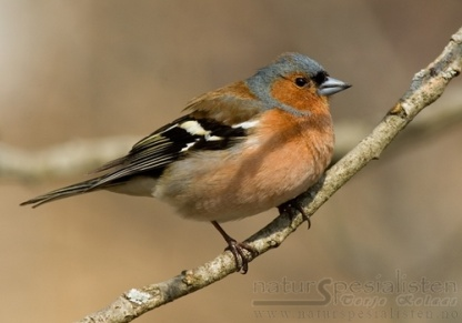 Fringilla coelebs Τάξη: Passeriformes Οικογένεια: Fringillidae Κοινό όνομα: