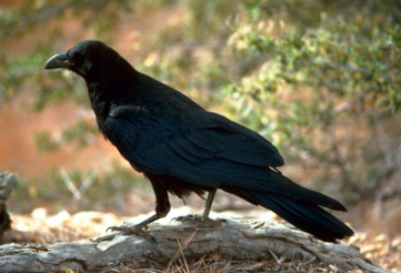 Passeriformes Οικογένεια: Corvidae Κοινό όνομα: Κοράκι, Κόρακας Παρατηρήσεις: