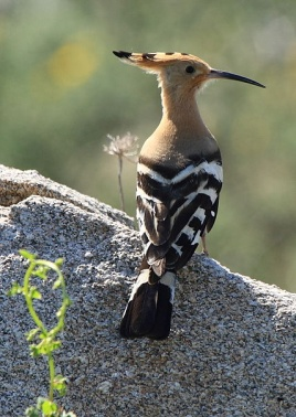 Upupa epops Τάξη: Coraciformes Οικογένεια: Upipidae Κοινό όνομα: Τσαλαπετεινός, κουκλοπετεινός, κούκλης, κουκλής