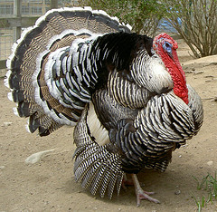 Meleagris gallopavo Τάξη: Galliformes Οικογένεια: Phasianidae Κοινό όνομα: Γαλοπούλα, ιάνος