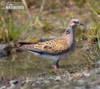 Streptopelia turtur Τάξη: Columbiformes Οικογένεια: Columbidae Κοινό όνομα: Τρυγώνι