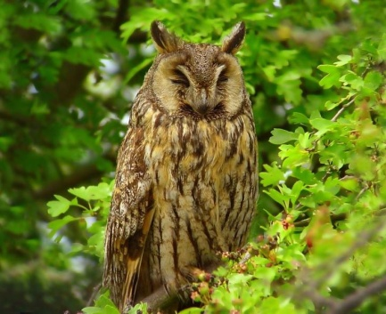 Strigiformes Τάξη: Strigiformes Οικογένεια: Strigidae Κοινό όνομα: Κουκουβάγια, κακό πουλί