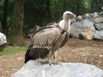 είναι κακός οιωνός Gyps fulvus Τάξη: Accipitriformes Οικογένεια: Accipitridae Κοινό όνομα: