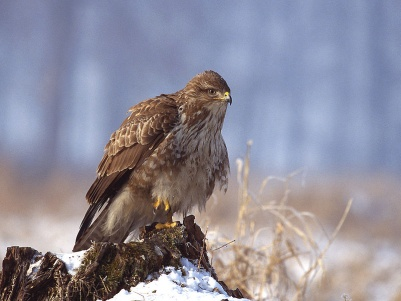 Buteo buteo Τάξη: Accipitriformes Οικογένεια: Accipitridae Κοινό όνομα: Γερακίνα, λαγουδογέρακο Παρατηρήσεις: