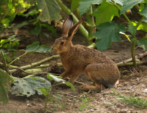 Lepus europaeus Τάξη: Lagomorpha Οικογένεια: Leporidae Κοινό όνομα: Λαγός Παρατηρήσεις: Αποτελεί την σημαντικότερη πηγή ζωικής πρωτεΐνης