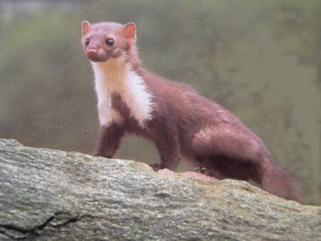 Martes foina Τάξη: Carnivora Οικογένεια: Mustelidae Κοινό όνομα: Κουνάβι, ζουρίδα Παρατηρήσεις: Θεωρείται επιβλαβές για τις κότες.