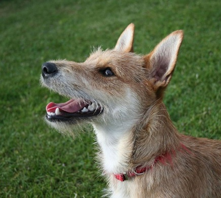 Canis familiaris Τάξη: Carnivora Οικογένεια: Canidae Κοινό όνομα: Σκύλος Παρατηρήσεις: Ο σκύλος είναι απαραίτητος για το κυνήγι και το κοπάδι.