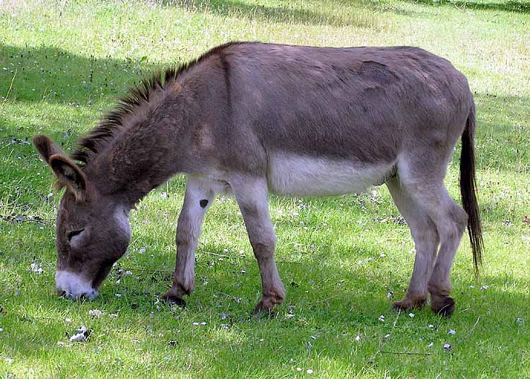 Equus asinus Τάξη: Perrissodactyla Οικογένεια: Equidae Κοινό όνομα: Γάιδαρος Παρατηρήσεις: Οικόσιτο ζώο, για τις μεταφορές.