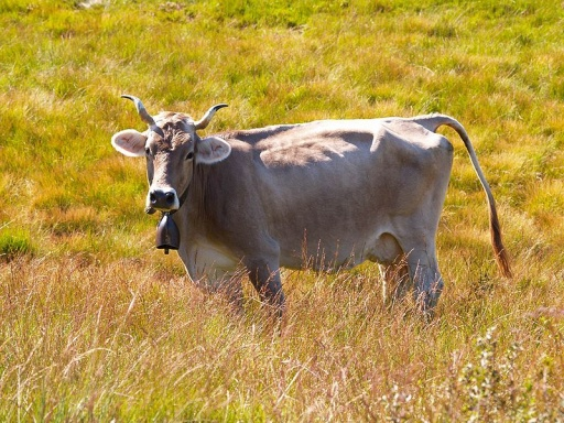 Bos taurus Τάξη: Artiodactyla Οικογένεια: Bovidae Κοινό όνομα: Βόδι, βούι, μουσκάρι Παρατηρήσεις: Οικόσιτο ζώο, για όργωμα και άλλες γεωργικές εργασίες.