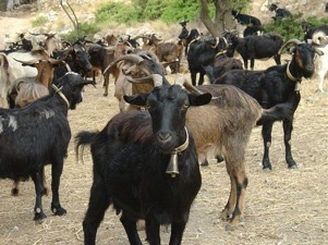 Capra hircus Τάξη: Artiodactyla Οικογένεια: Bovidae Κοινό όνομα: Κατσίκα, Αίγα-τράος Παρατηρήσεις: Οικόσιτο ζώο για γάλα και κρέας.