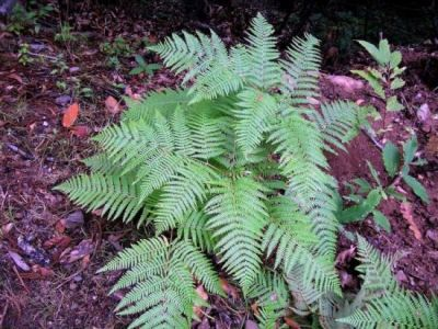 ΠΤΕΡΙ ΟΦΥΤΑ Dennstaedtiaceae Pteridium aquilinum (L.