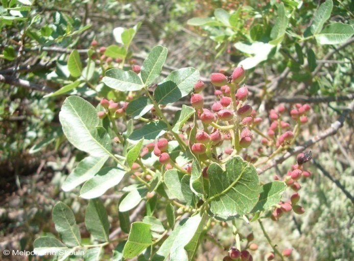 Pistacia terebinthus L.