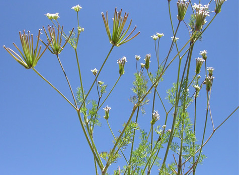 Scandix australis L.