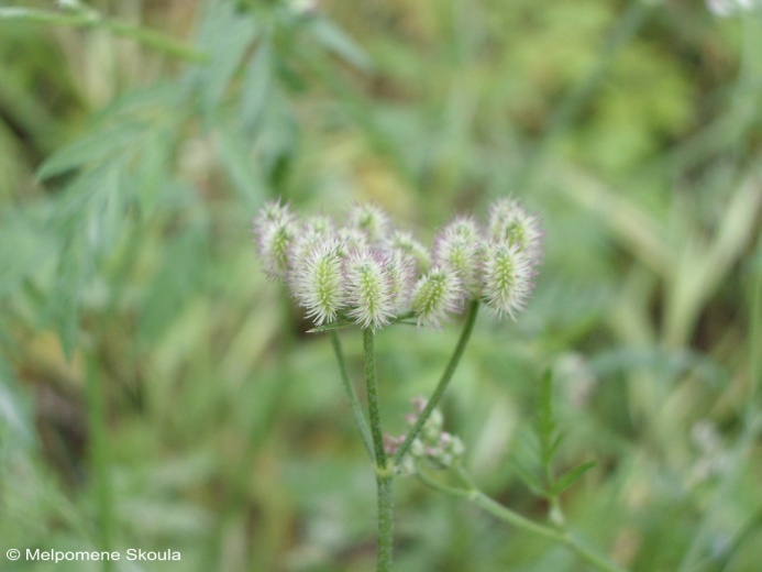 Torilis arvensis (Huds) Link.