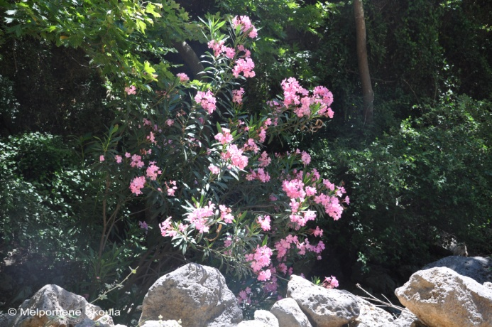 μαγειρική Apocynaceae Nerium oleander L. subsp.