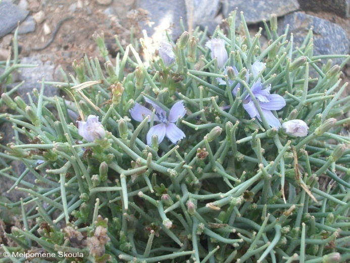 Cichorium spinosum L.