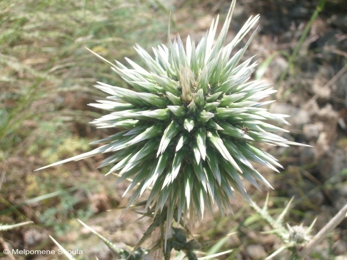 Echinops spinosissimus Turra Κοινό όνομα: αγκάβανος Βιότοπος: ελαιώνες, βραχώδη μέρη, ανοιχτά εδάφη κοντά στη θάλασσα,