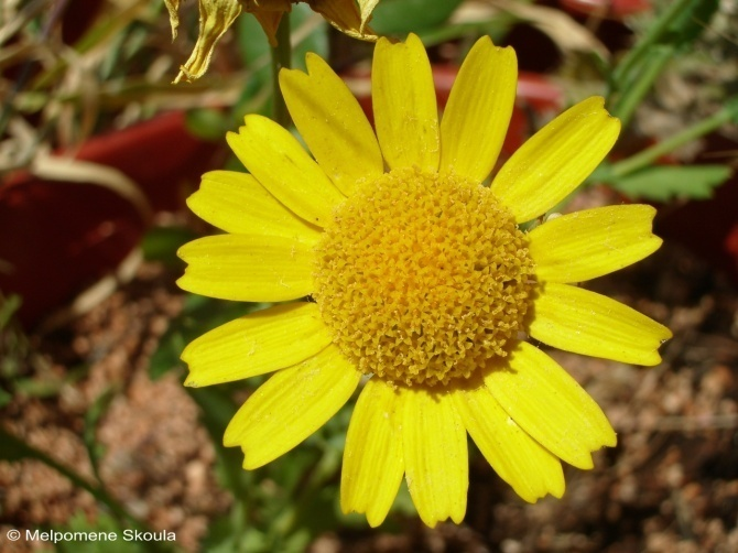 Ολόκληρο το φυτό δίδει κίτρινο χρώμα σε νήματα και χρησιμοποιείται για τα πασχαλινά αυγά Glebionis segetum (L.) Fourr.