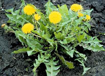 Taraxacum spp.