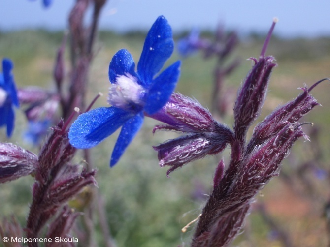 φυτό πριν ανθίσει βραστό Boraginaceae Anchusa italica Retz.