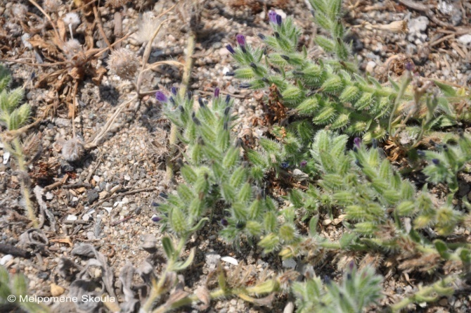 Echium arenarium Guss.