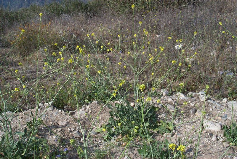 και τα φύλλα καταναλώνονται βραστά, πριν την άνθιση Brassica geniculata (Desf.) Snogerup & B.