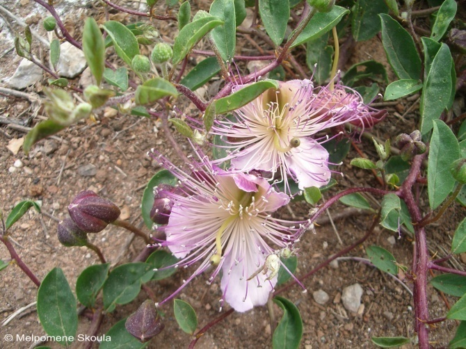 Capparaceae Capparis spinosa L.