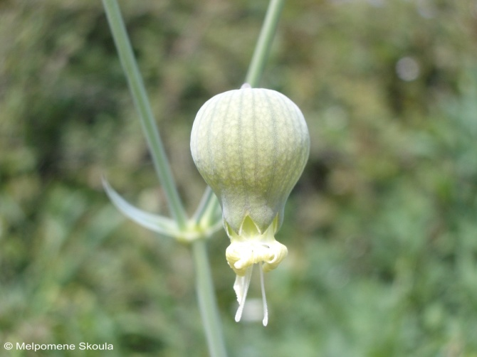 τα κλειστά άνθη γίνονται τουρσί Caryophyllaceae Silene vulgaris (Moench) Garcke Κοινό όνομα: χτύπαλο