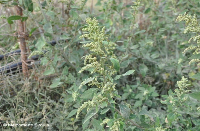 Chenopodiaceae Chenopodium album L.