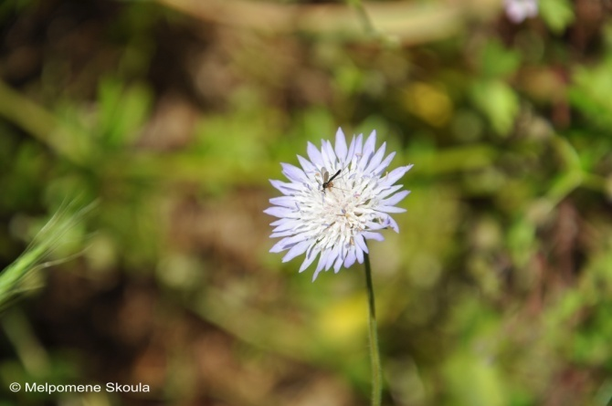 Dipsacaceae Knautia integrifolia (L.) Bertol.