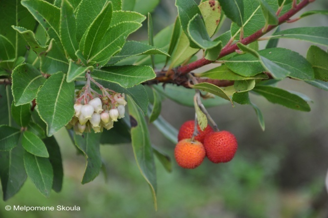 Ericaceae Arbutus unedo L.