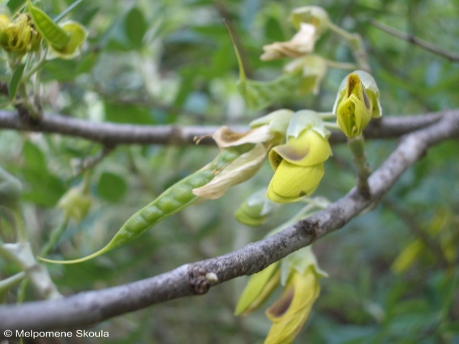 Fabaceae Anagyris foetida L.