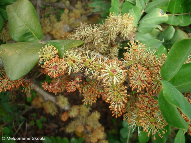 Ceratonia siliqua L.