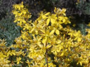 Hypericaceae Hypericum empetrifolium Willd Κοινό όνομα: αγούδουρας Βιότοπος: δάση, θαμνότοποι, φαράγγια