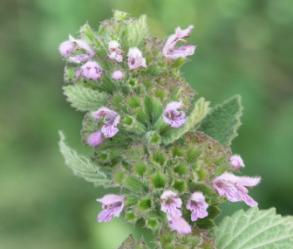 Lamiaceae Ballota nigra L. subsp. uncinata (Fiori & Beg.