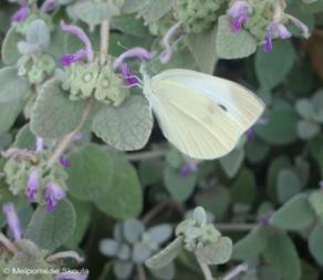 λάδι ή σε νερό είναι ηρεμιστικό για το δέρμα ιδιαίτερα των μωρών Ballota pseudodictamnus (L.) Benth. subsp.