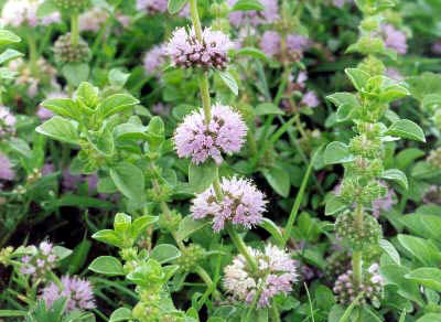 το στομάχι Mentha pulegium L.