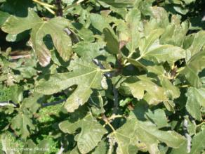 Moraceae Ficus carica L.