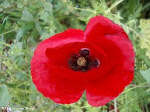 Papaveraceae Papaver rhoeas L.