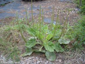 Plantago major L.