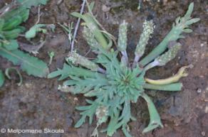 καταναλώνονται βραστά ή τσιγαριστά Plantago weldenii Rchb.