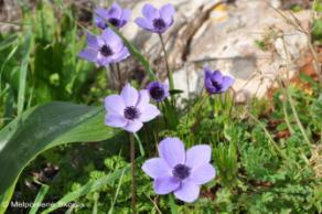 Ranunculaceae Anemone coronaria L.