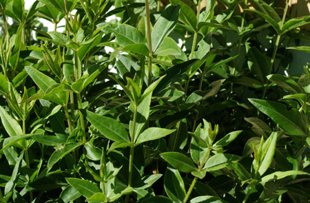 Rubiaceae Rubia tinctorum L.