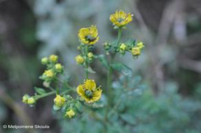 χρησιμοποιείται στην βαφή υφασμάτων Rutaceae Ruta chalepensis L. subsp.