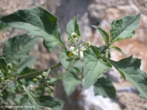 Solanaceae Solanum nigrum L.