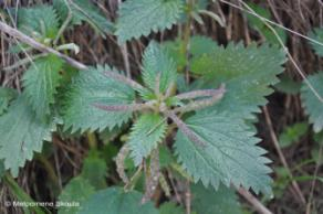 Urticaceae Urtica dubia Forssk.