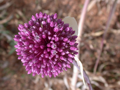 Allium bourgeois Rech.f subsp.