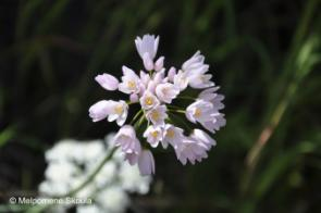 Μαγειρεύεται όπως το πράσο Allium roseum L.