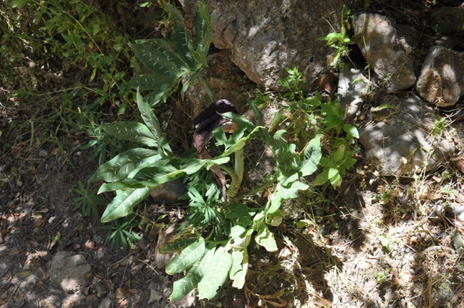 Araceae Dracunculus vulgaris Schott Κοινό όνομα: δρακοντιά Βιότοπος: ελαιώνες, σκληρόφυλλες λόχμες,